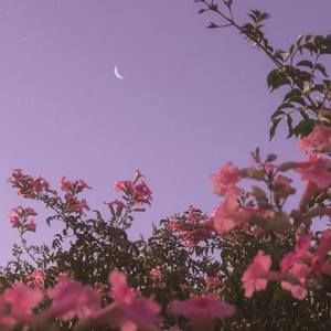 Meet your Posher, Joyce